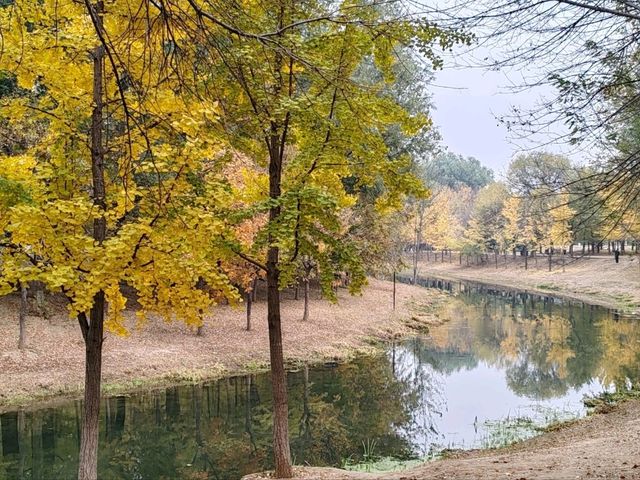 Autumn Palette in Olympic Forest Park: A Symphony of Gold and Blush