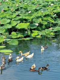 Summer Serenity at Xuanwu Lake | Nanjing’s Must-See Lotus Bloom