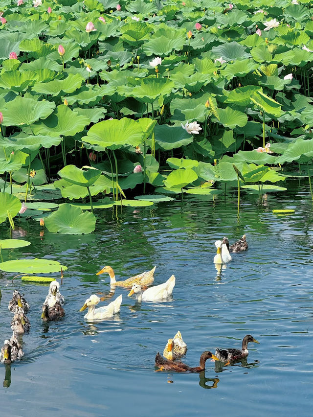 Summer Serenity at Xuanwu Lake | Nanjing’s Must-See Lotus Bloom