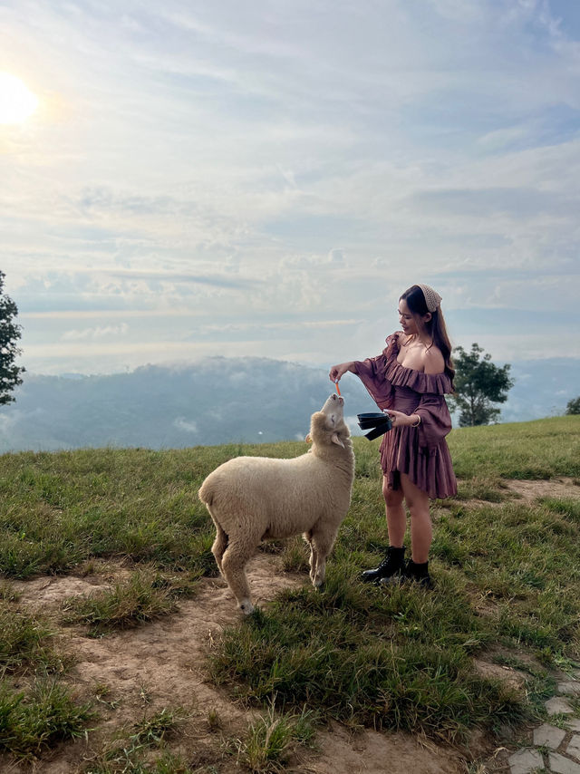 ฟาร์มแกะ ดอยช้าง 🐑