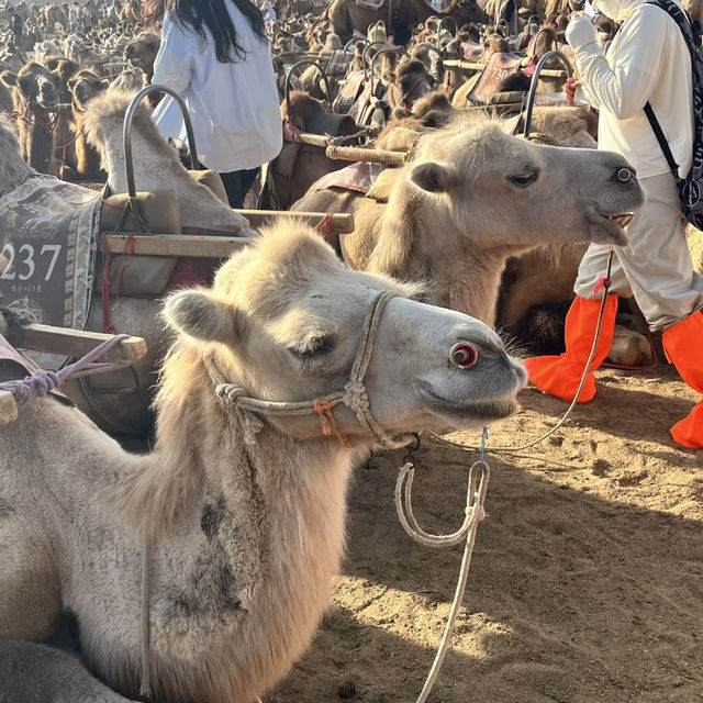 A Desert Park Like No Other 