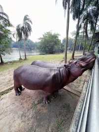 “Explore the Wonders of Paya Wetlands Sepang”