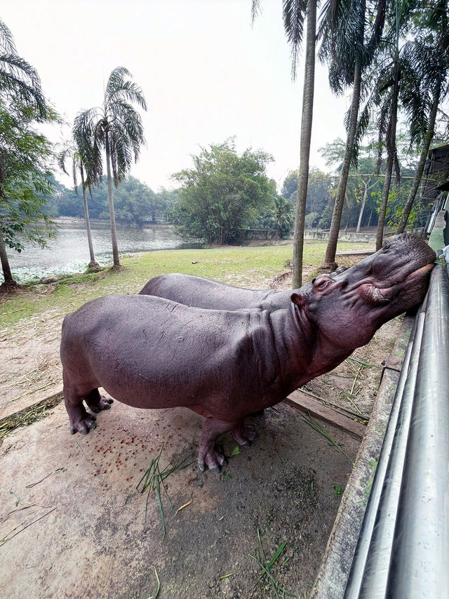 “Explore the Wonders of Paya Wetlands Sepang”