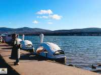 Swan Lake ที่ Lake Yamanakako