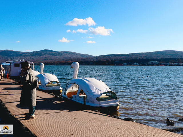 Swan Lake ที่ Lake Yamanakako