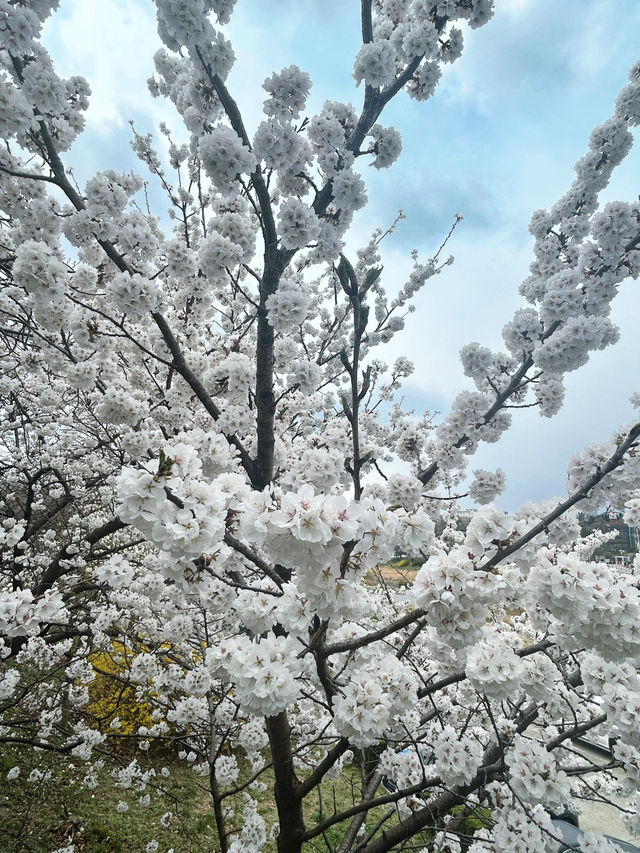 🇰🇷清州✈️無心川櫻花路무심천벚꽃길🌸
