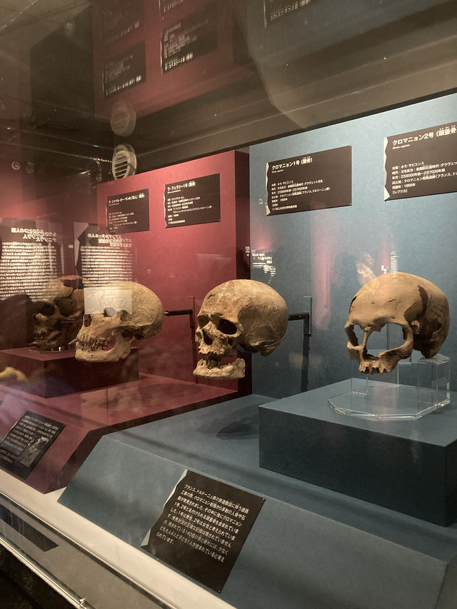 【国立科学博物館】子どもから大人まで楽しんで考える!4万年前の氷河期を知れる特別展 【国立科学博物館】子どもから大人まで楽しんで考える!4万年前の氷河期を知れる特別展