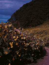 Thung Bua Tong Fields