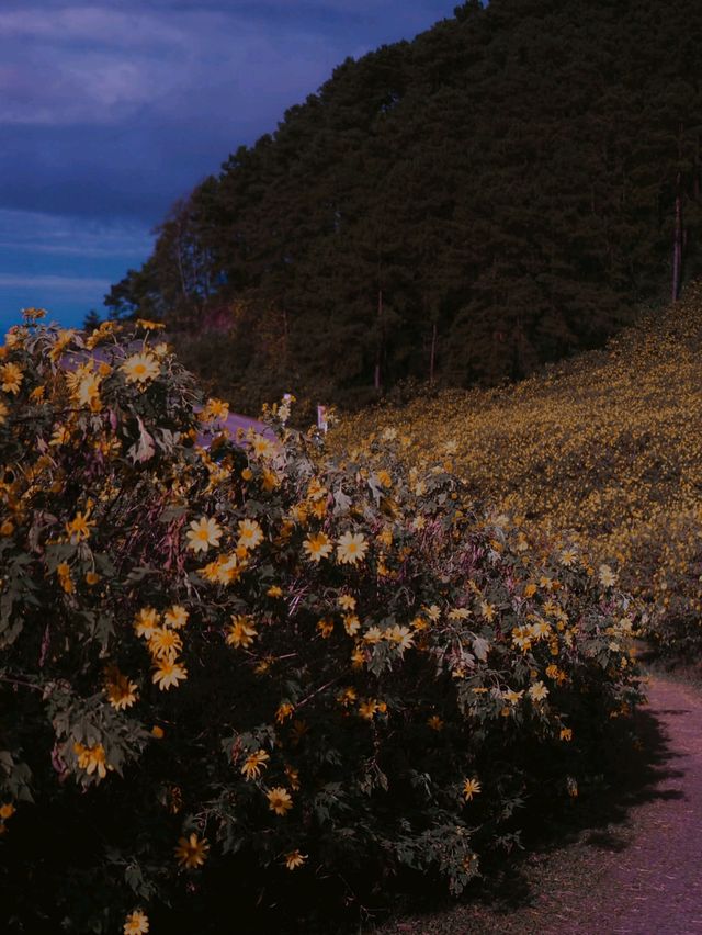 Thung Bua Tong Fields