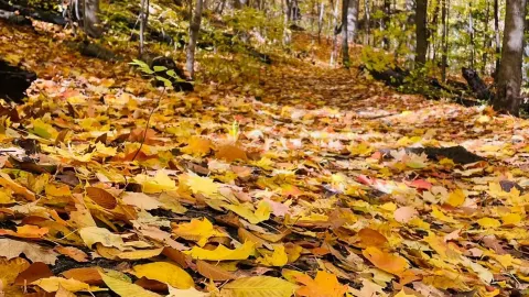 Homer Watson Park – 自然と芸術の調和 — traveler post in キッチナー