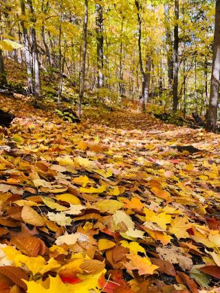 โฮเมอร์ วัตสัน พาร์ค – ธรรมชาติและศิลปะที่กลมกลืนกัน