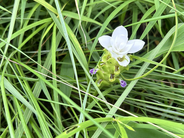 หมอกสวยๆ ที่ป่าหินงาม