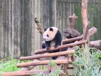 แพนด้า 🐼....เฉิงตู