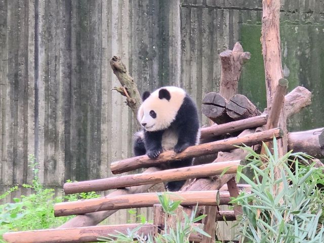 แพนด้า 🐼....เฉิงตู