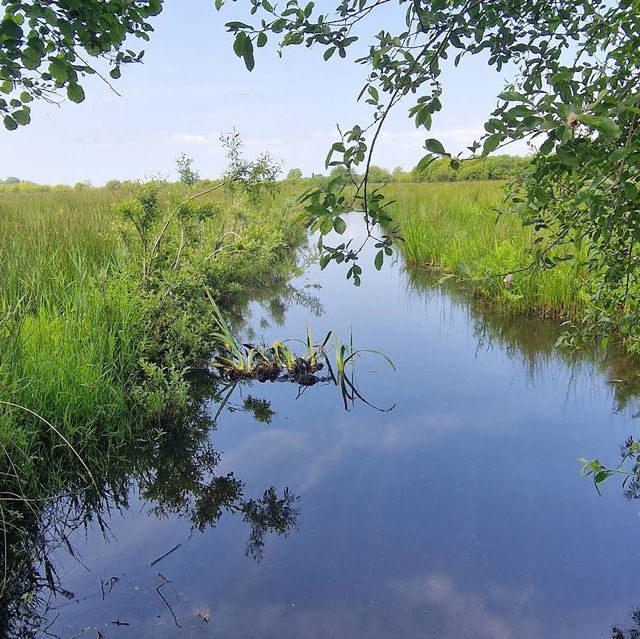 RSPB Portmore Lough Nature Reserve – Wetland Wonder by Lough Neagh