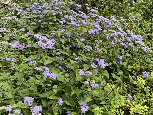 천리포수목원 천리포수목원