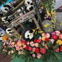 Panda Up Close🐼 & Celebratory Mid-Autumn Lantern Festival