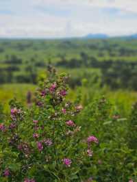 巨石が点在する古代の聖地と称される、阿蘇のパワースポット