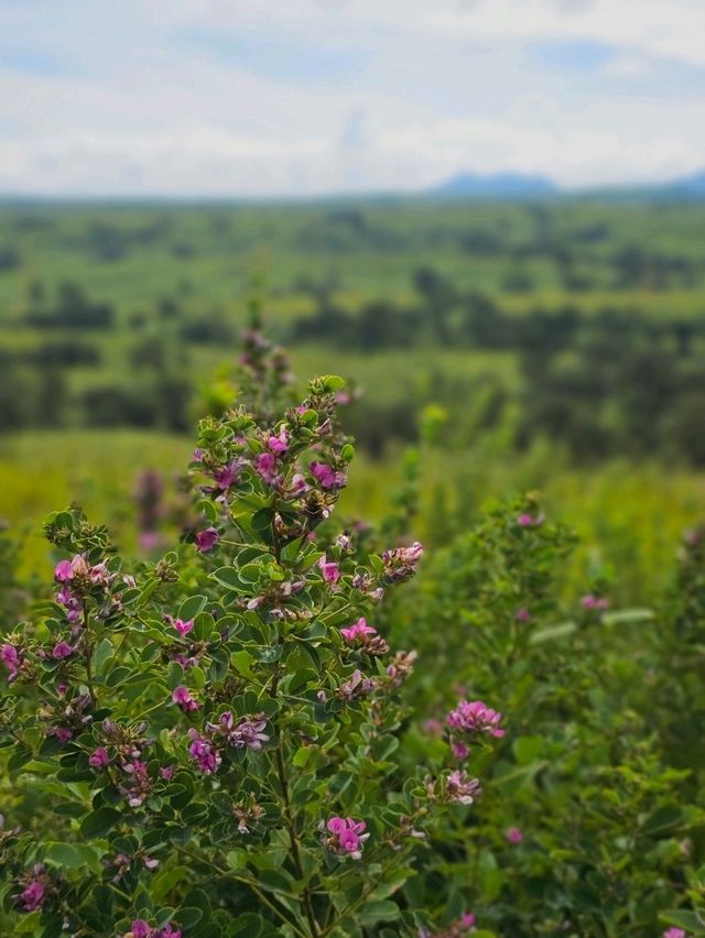 巨石が点在する古代の聖地と称される、阿蘇のパワースポット