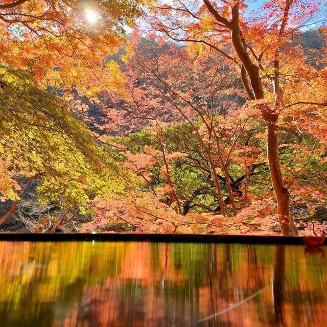 Golden Leaves Glow🍁