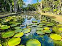 SSR Botanic Garden - Mauritius 