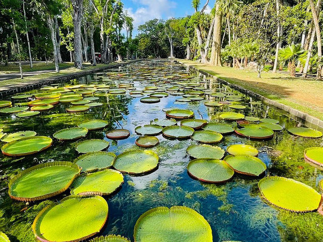 SSR Botanic Garden - Mauritius 