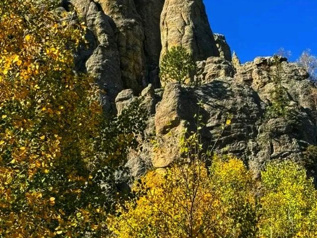 🏞️ Custer State Park – The Wild Heart of South Dakota 🏞️ Custer State Park – The Wild Heart of South Dakota