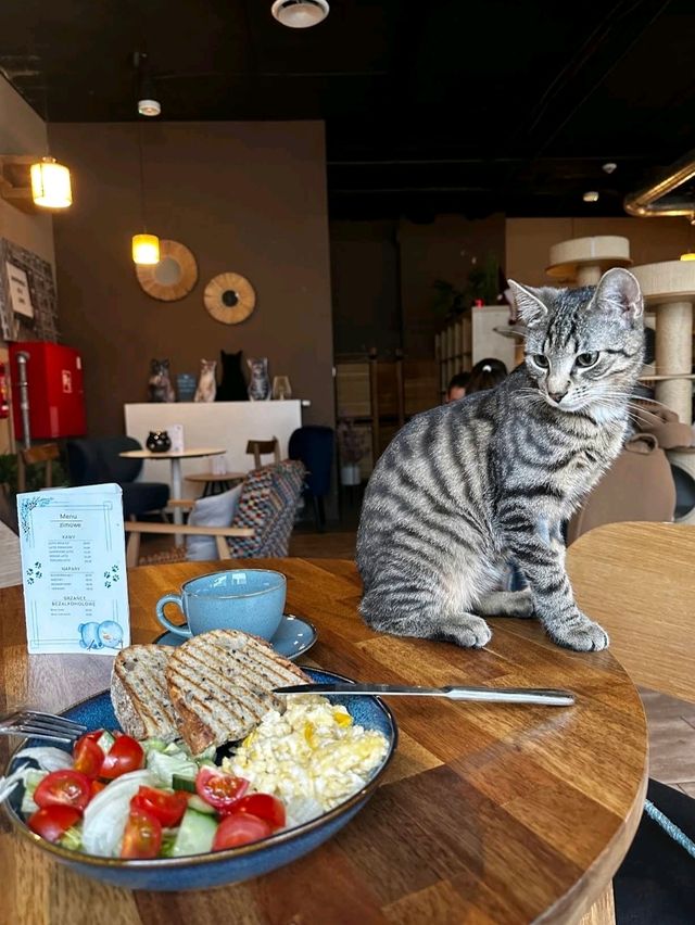 Miau Cafe | 바르샤바, 폴란드