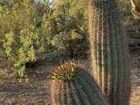 Desert Botanical Garden