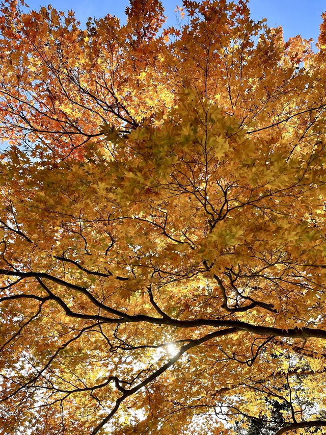 Fall Foliage Drive through Nasu Highlands Fall Foliage Drive through Nasu Highlands
