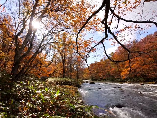 青森小眾秘境！奧入瀨溪流14公裡絕美徒步攻略🚶‍♀