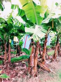 陽光泳池蔭蔽椰樹打卡指南📸