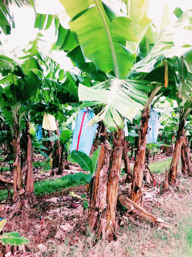 陽光泳池蔭蔽椰樹打卡指南📸