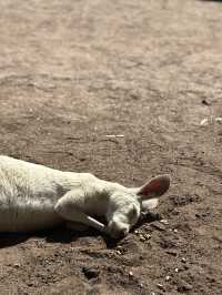 Resting Kangaroo