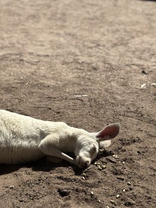 休憩中のカンガルー