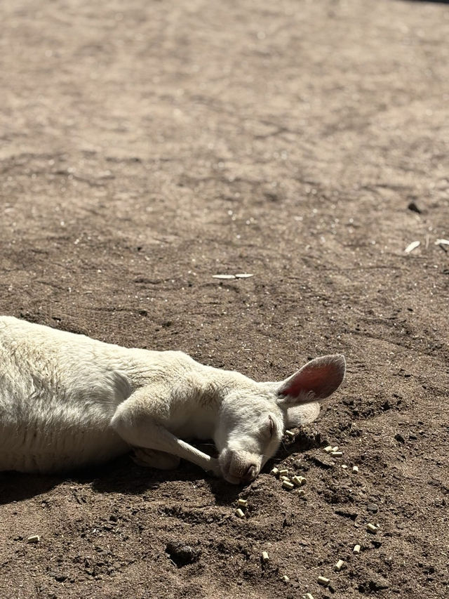 Resting Kangaroo
