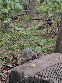 도심 속 자연여행, 센트럴파크 산책