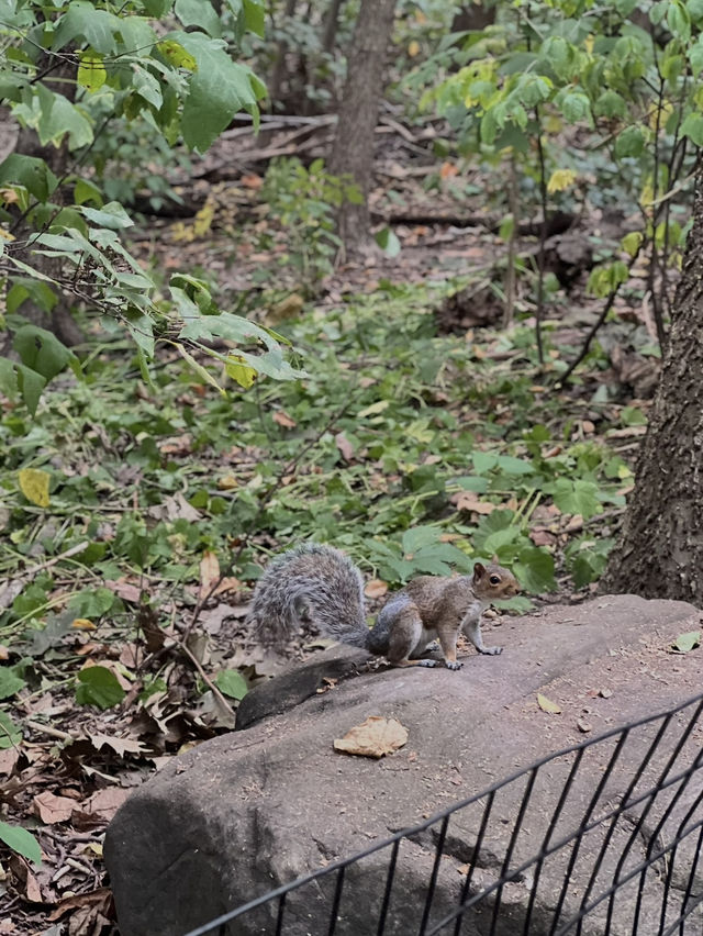 도심 속 자연여행, 센트럴파크 산책
