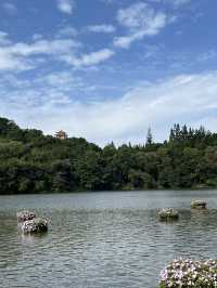深圳秋日落羽松打卡|仙湖公園浪漫湖邊漫步🌲🍁
