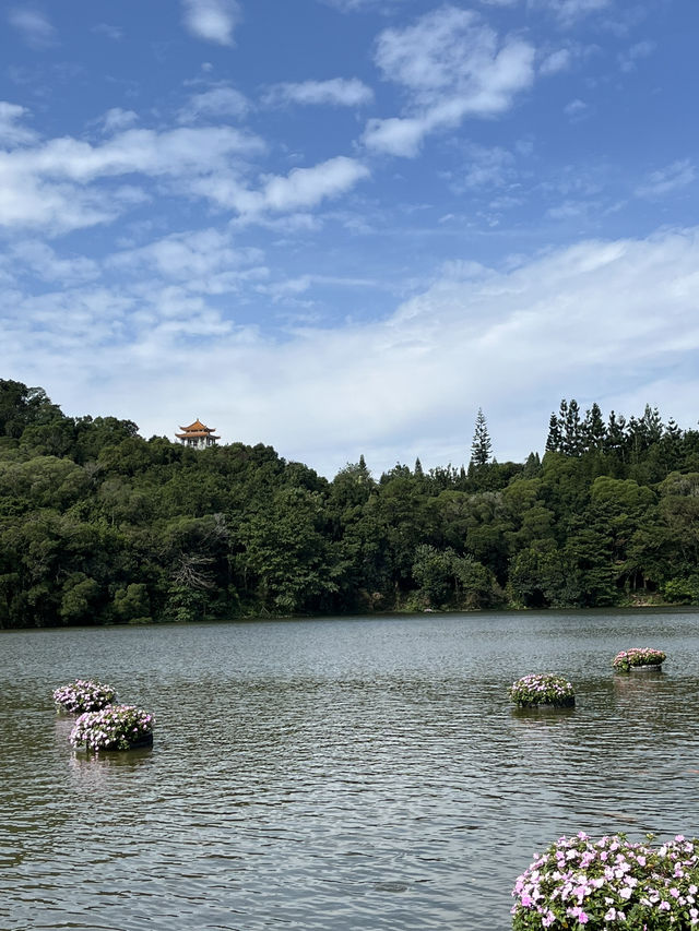 深圳秋日落羽松打卡|仙湖公園浪漫湖邊漫步🌲🍁 深圳秋日落羽松打卡|仙湖公園浪漫湖邊漫步🌲🍁