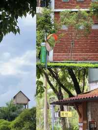 隱藏在市區裏的綠野仙蹤💕深圳(燕晗山郊野公園)治癒祕境