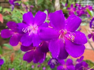 Beautiful Flowers in Cameron Highlands