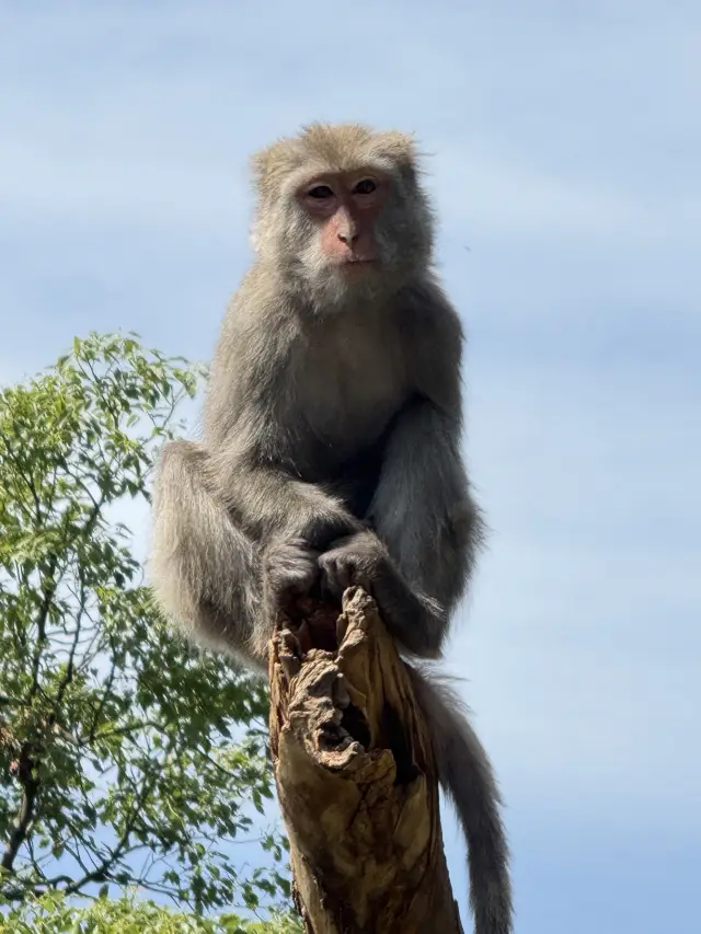 新竹動物園門票25元起 親子好去處