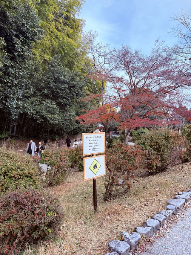 Spent the day in Arashiyama Spent the day in Arashiyama