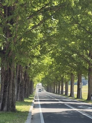 Step into a Verdant Oasis: A Stroll Through Shiga Takashima's "Makino Metasequoia Avenue" and Refreshing Hot Springs