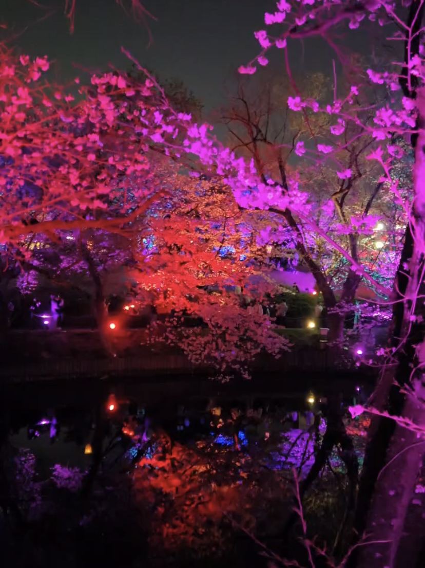 ✨🌸夜桜が魔法にかかった夜🌸✨ | Trip.com 東海市