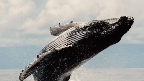 9 Hotels With the Best Whale-Watching Opportunities 🐋🌊 — traveler post in Sal
