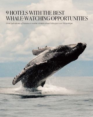 9 Hotels With the Best Whale-Watching Opportunities 🐋🌊