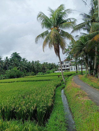 Tak Perlu Ikut Tur: Menjelajahi Sawah, Bebek, dan Kafe Nyaman di Sweet Orange Walk Trail