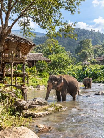 Review of The Chai Lai Orchid: An Elephant Retreat in Mae Wang, Chiang Mai.